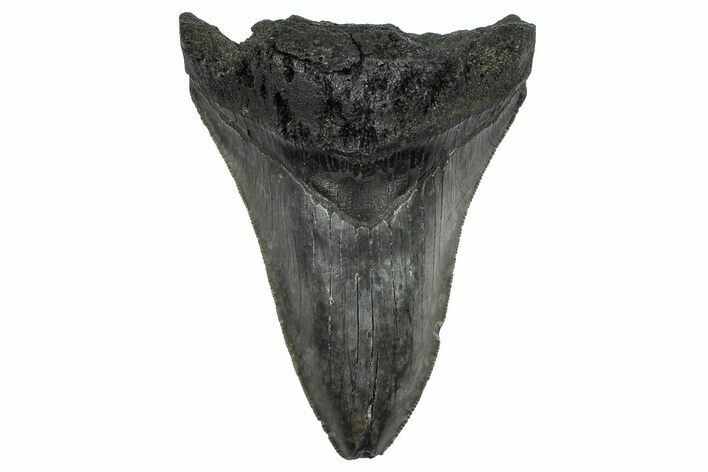 Bargain, Fossil Megalodon Tooth - Serrated Blade #372382